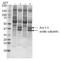 Peanut protein in the group Antibodies Plant/Algal  / Food Proteins/Allergens at Agrisera AB (Antibodies for research) (AS09 566)